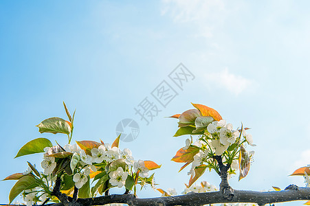 韩国的梨花天空植物绿色树叶花朵季节枝条味道白色植物群图片