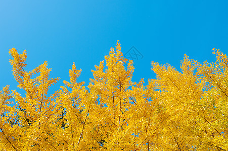 Ginkgo 树叶金子黄色生活公园季节植物叶子图片