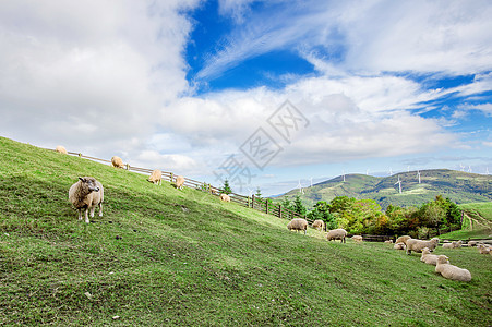 绵羊农村草地羊肉风景山脉羊毛农田牧场森林家畜图片