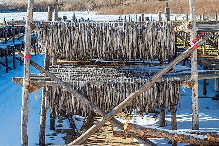 在韩国南部 鱼群或鱼类在干燥烘干绳索旅行食物盐渍稻草海洋美食环境日志图片