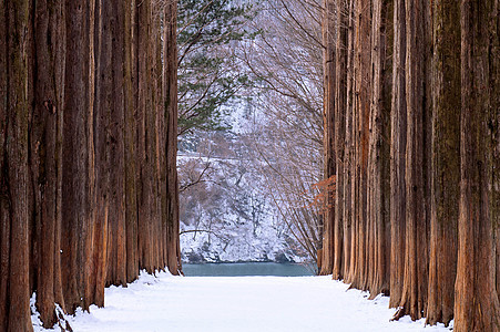 纳米岛 松树之林土地木头植物松林墙纸薄雾旅行荒野景观雪花图片