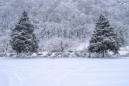 冬树上布满了鲜雪图片