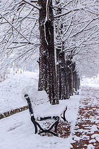 长椅和树木的景象与降雪寒冷森林寒意木头雪花冬令风景下雪蓝色冻结图片