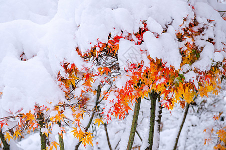 南韩雪地覆盖红瀑布淋浴童话意外苦恼车道季节森林场景果园灾难图片