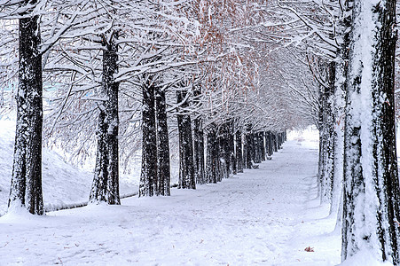 长椅和树木的景象与降雪季节性场景雪花风景美丽下雪公园冬令寒冷木头图片