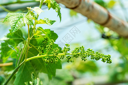 青绿葡萄葡萄园生长植物群水果食物花园农场收成阳光果汁图片