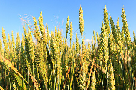 小麦收成金子国家粮食场景农场叶子玉米季节蓝色图片