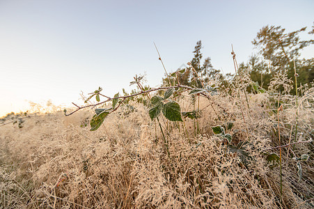 野植物粮食植物群生长地面农场生活花园国家环境生态图片