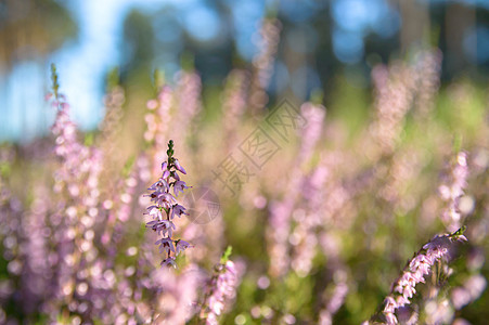 野植物花园场地公园叶子地面植物群晴天草本植物环境季节图片