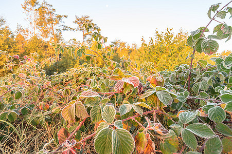 野植物晴天生活花园场地草皮荒野地面草地阳光太阳图片