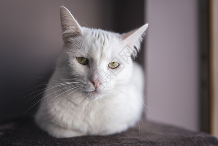 白猫肖像白色说谎动物宠物友谊荒野猫科家畜脊椎动物毛皮图片