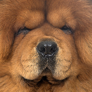 饼干条狗成人松狮男性动物宠物工作室毛皮棕色图片