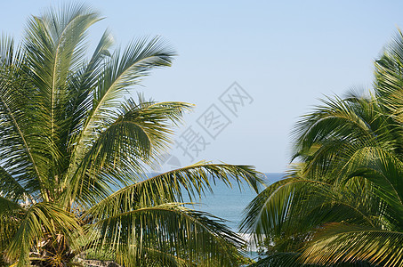 海经棕榈树图片