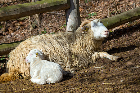 农民农场羊羊和羊羔农业羊毛卷曲家庭母亲牛角干草动物家畜哺乳动物图片
