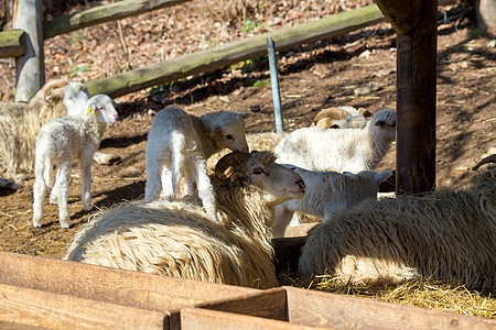 农民农场羊羊和羊羔牛角卷曲母亲干草喇叭毛皮农业婴儿耳朵羊毛图片