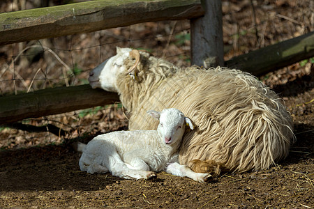 农民农场羊羊和羊羔喇叭牛角哺乳动物少年家庭毛皮农业羊毛动物母亲图片