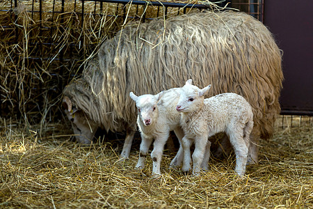 农民农场羊羊和羊羔卷曲母亲羊毛牛角喇叭内存家庭毛皮干草动物图片