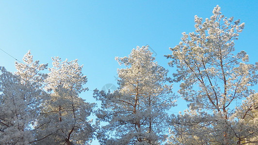 在明亮的冬天下 白霜中的松树冠图片