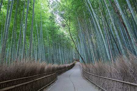 日本京都原山青林竹林之路图片