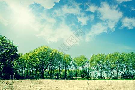 夏季风景中的绿树图片