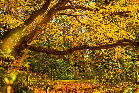 秋天的森林多姿多彩图片
