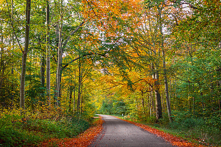 秋天森林中的道路图片