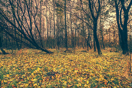 林中大地上多彩的叶子图片