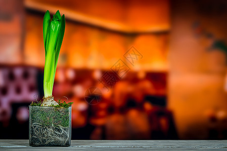 木制桌上的Hyacinth植物图片