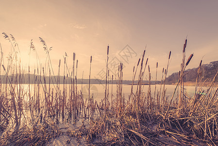 Reeds在日落的冰冻湖中图片