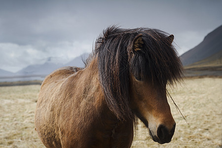 在田地上靠近一匹冰岛棕色马图片