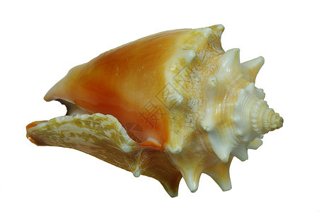 贝壳贝类野生动物海洋图片