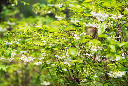 鲜花床土地季节皮肤人体花坛绿色公园环境叶子纹理背景图片