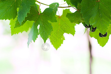 柔软的葡萄叶葡萄园酒厂生长绿色树叶藤蔓植物晴天宏观农业图片