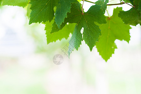 柔软的葡萄叶白色宏观酒厂农场树叶绿色藤蔓太阳植物晴天图片