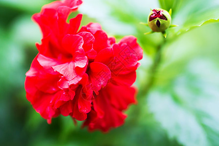 希比库斯罗萨西南西斯蔷薇花坛植物学花头黄色叶子玫瑰粉色花粉衬套图片