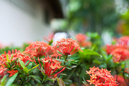 阳光照耀的小花朵植物群红色绿色白色植物热带花园图片