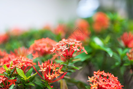 阳光照耀的小花朵红色热带植物植物群白色花园绿色背景图片