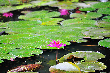阳光照耀的莲花自然游泳池植物日落粉色白色天空池塘药品花园蓝色绿色图片