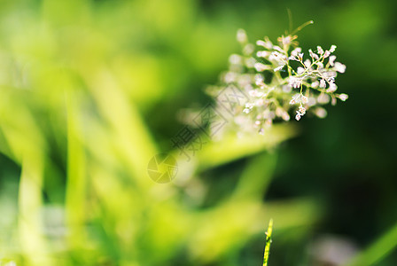 鲜花床环境女人味皮肤园艺绿色白色叶子纹理季节花坛背景图片