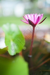 阳光照耀的莲花自然游泳池花园蓝色天空日落药品植物池塘绿色粉色红色图片