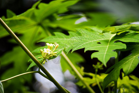 木瓜花新生于大自然绿色白色热带商业水果叶子植物花园食物花朵图片