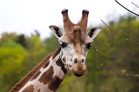 特写 Giraffe 肖像皮肤脖子国家环境哺乳动物白色棕色野生动物荒野眼睛图片