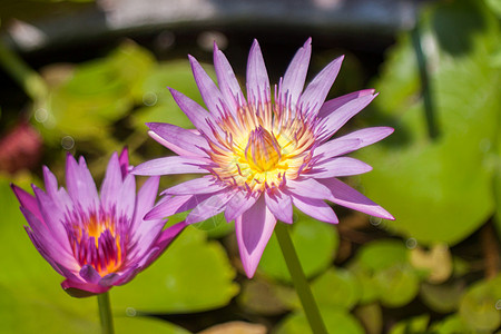 紫莲花花紫色植物绿色池塘荷花背景图片