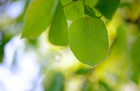 明亮模糊背景上的春绿梨树叶花园黄色宏观边界季节叶子公园白色绿色季节性图片