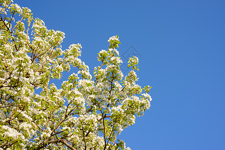 蓝色光纤模糊蓝背景上的春光彩色梨花花叶子生长边界天空季节花瓣宏观蓝色晴天花园背景