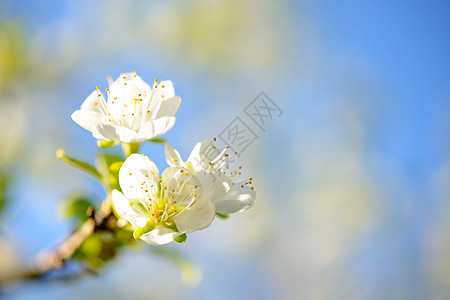 模糊蓝背景上的春光彩色梨花花生长叶子公园花瓣宏观植物晴天植物群天空边界图片