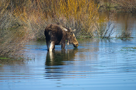 摩斯芦苇野生动物植物群池塘荒野驼鹿哺乳动物动物动物群柳树图片