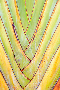 棕榈树扇子绿色叶子棕榈叶柄树叶热带植物背景图片