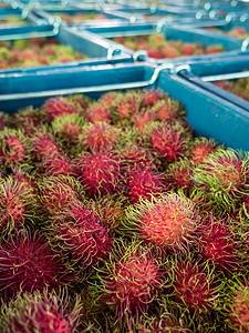 批发市场上的篮子里有很多拉姆布坦人小枝枝条热带红色绿色季节市场植物饮食头发图片