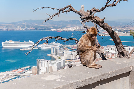 直布罗陀的Barbary 漫画猴子动物群旅游动物学巴巴荒野哺乳动物半岛海峡蓝色毛皮图片